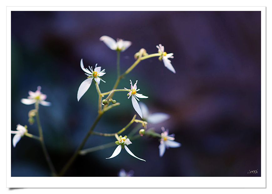 小果虎耳草 小果虎耳草