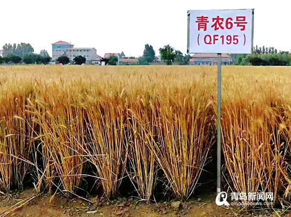 青農6號 青農6號