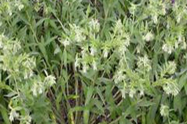 Onosmodium molle
