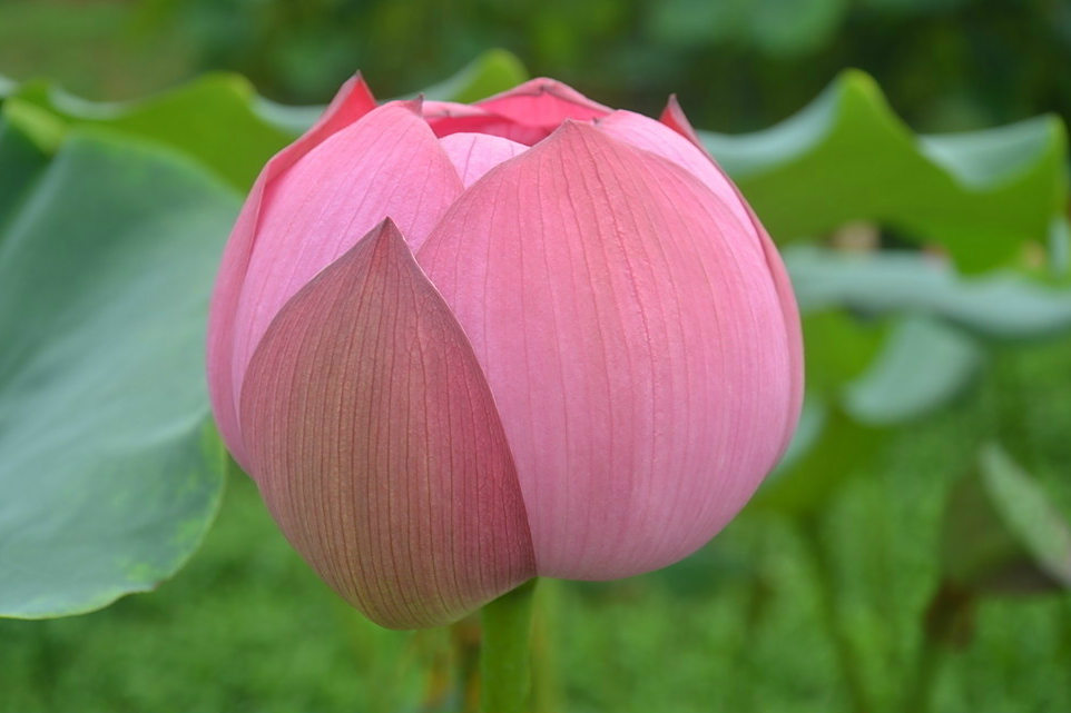 虹蕾 虹蕾