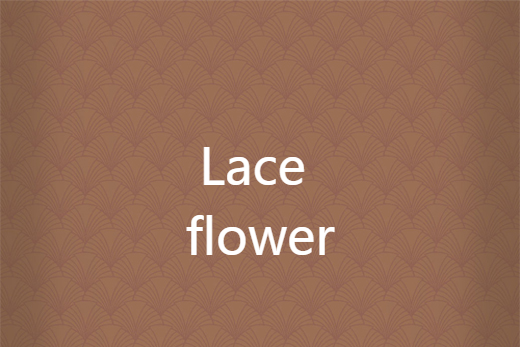 Lace flower Lace flower