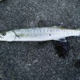 巴拉金梭魚(大鱗魣) 巴拉金梭魚(大鱗魣)