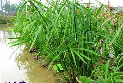 水棕竹