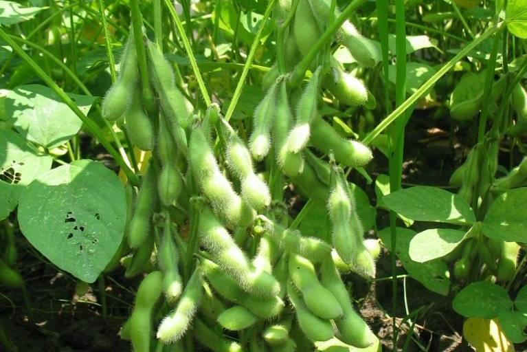 贛豆8號 贛豆8號