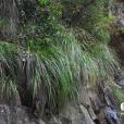 山類蘆 山類蘆
