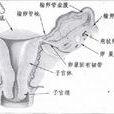 傘部 傘部
