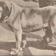 俄羅斯鬥牛犬