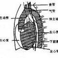 懸垂型心臟 懸垂型心臟