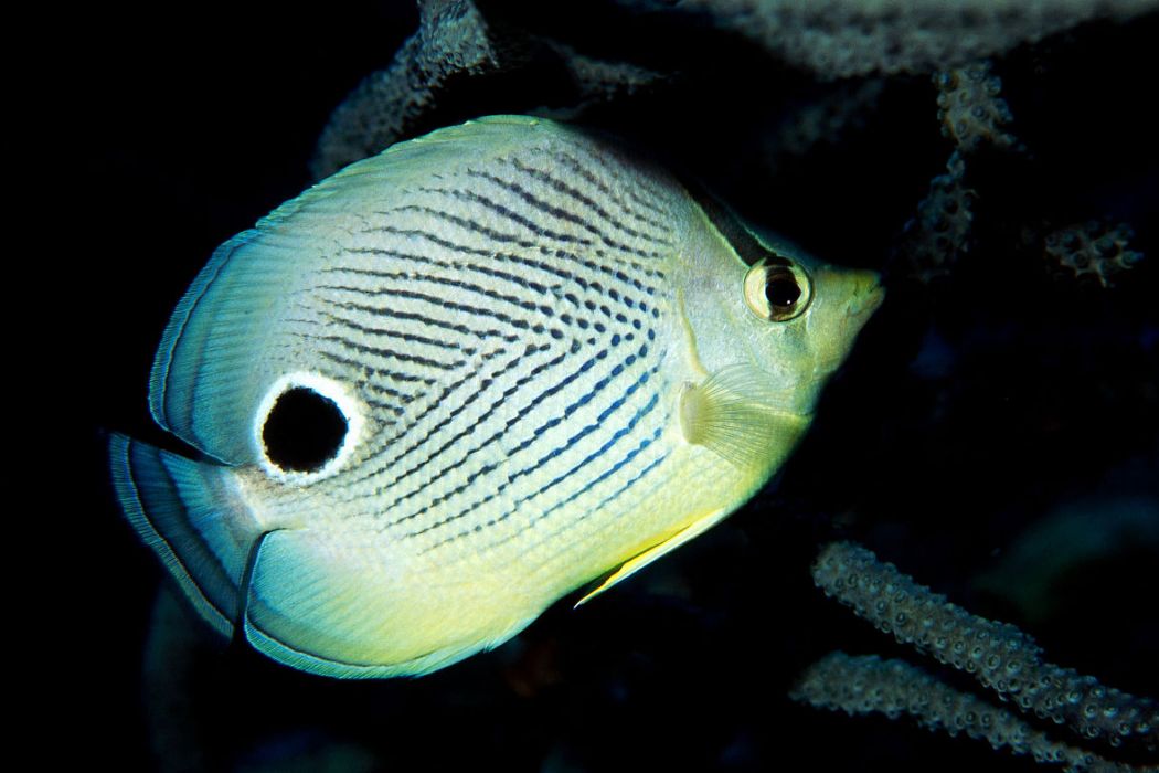 輻鰭魚綱 輻鰭魚綱