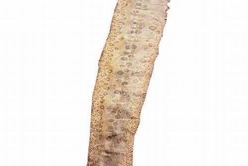 異色哈威參 異色哈威參