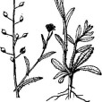 亞麻薺 亞麻薺