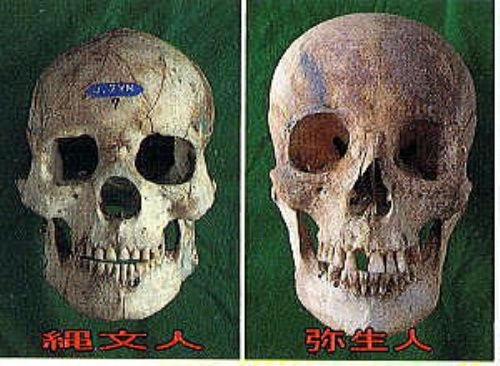 彌生人和繩文人的頭蓋骨