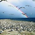 鳥島(青海省青海湖鳥島) 鳥島(青海省青海湖鳥島)