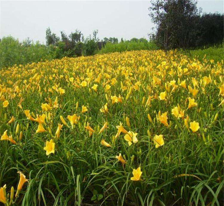 安家莊村(河北省定州市號頭莊鄉下轄村)