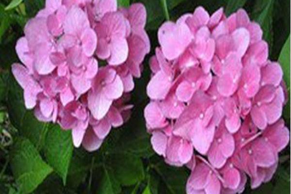 Hydrangea macrophylla \x27Venice Raven\x27 CITYLINE VENICE Hydrangea macrophylla \x27Venice Raven\x27 CITYLINE VENICE