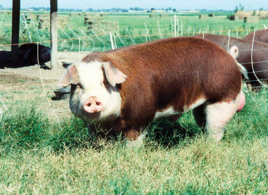 hereford pig