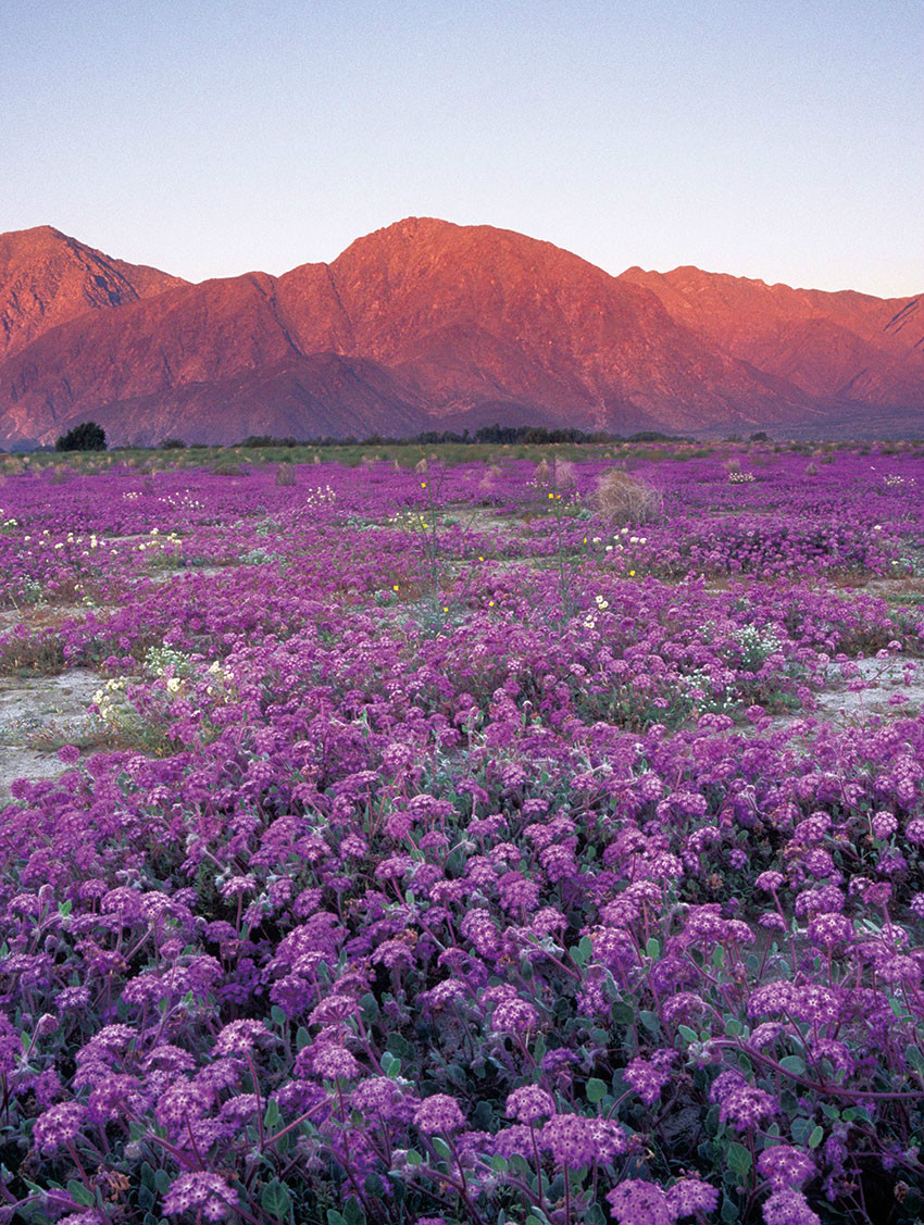 File.108 北美最熱沙漠中出現的紫色花田