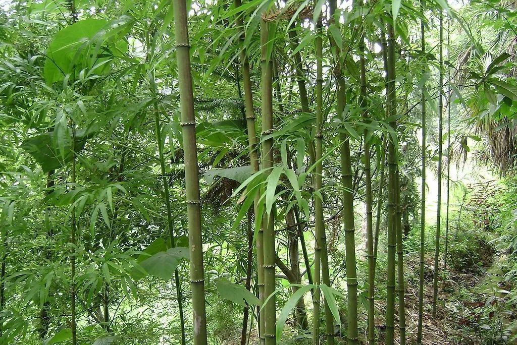 少刺方竹 少刺方竹