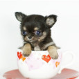 茶杯犬(茶杯貴賓犬)