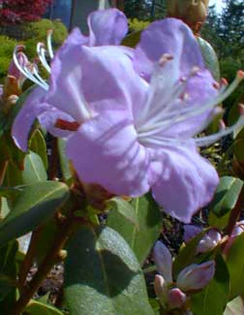 山育杜鵑