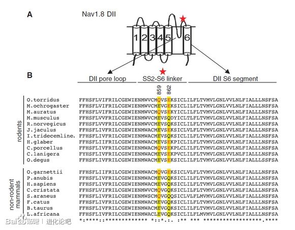 通過Nav 1.8的變種胺基酸跟蹤物種同源性