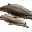 阿氏貝喙鯨
