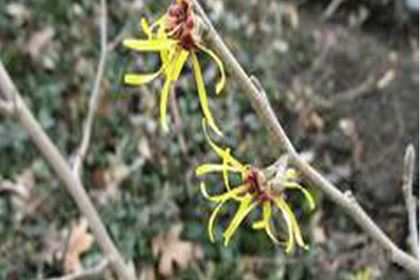 Hamamelis mollis \x27Bonny Brook\x27