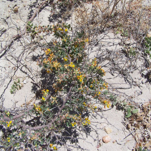 Acmispon dendroideus