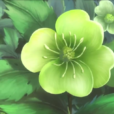綠菟葵
