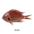 斑鰭光鰓魚 斑鰭光鰓魚
