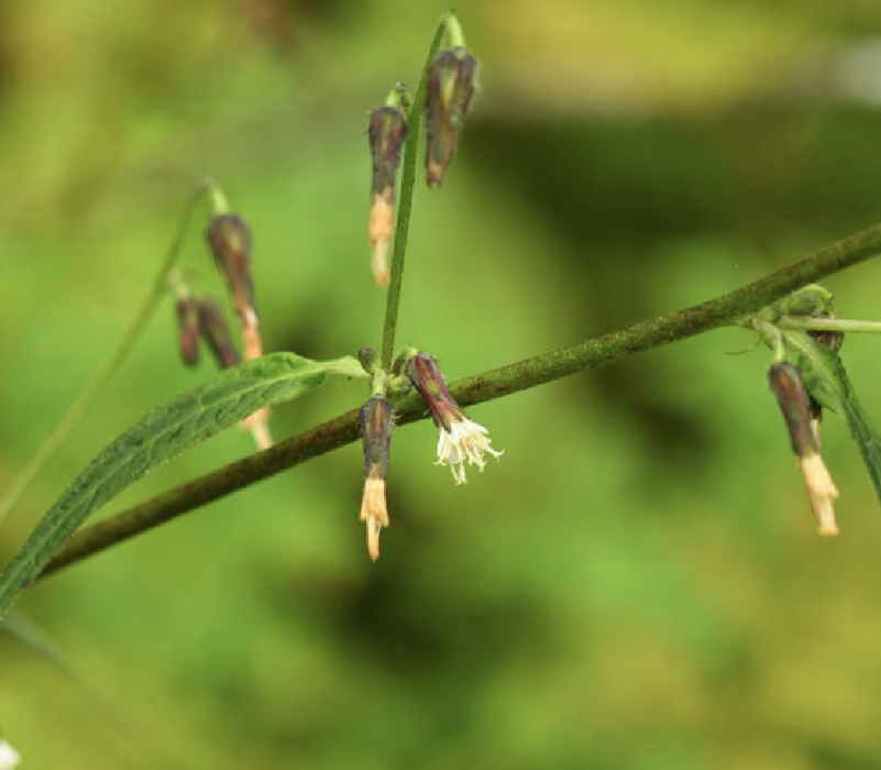 黃花毛鱗菊 黃花毛鱗菊