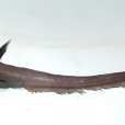 紫軟腕魚(紫辮魚) 紫軟腕魚(紫辮魚)