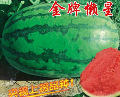 金牌懶星 金牌懶星