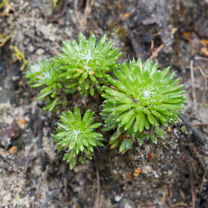 Stylidium soboliferum