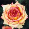 貴夫人(薔薇屬植物) 貴夫人(薔薇屬植物)