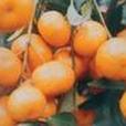 春甜桔 春甜桔