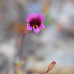 Erythranthe hardhamiae