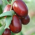 清澗紅棗 清澗紅棗