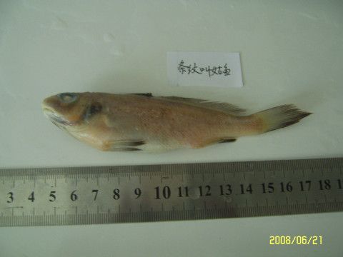 條紋叫姑魚 條紋叫姑魚