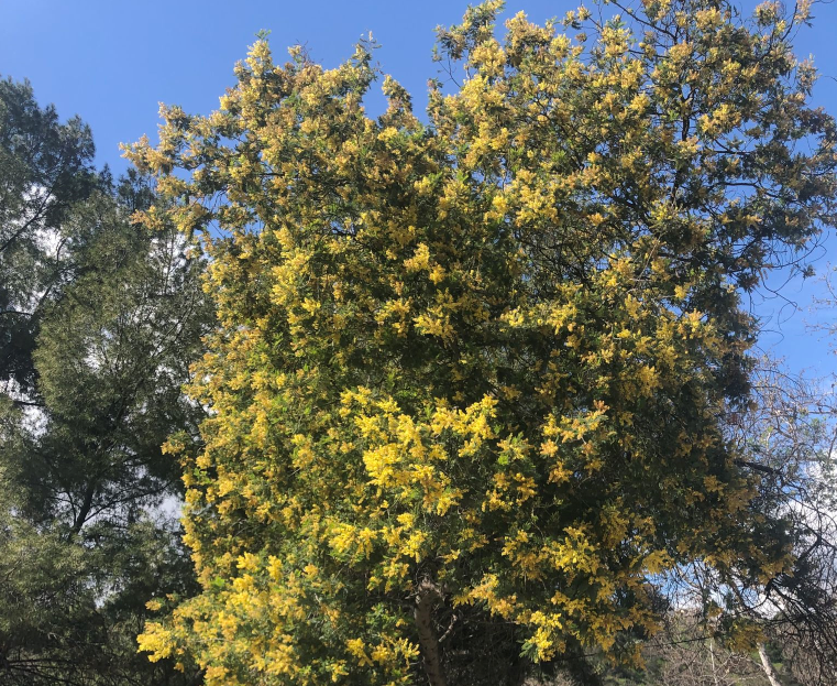 密花相思樹 密花相思樹
