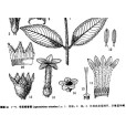 富寧報春茜 富寧報春茜