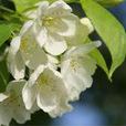 白海棠(薔薇科植物) 白海棠(薔薇科植物)