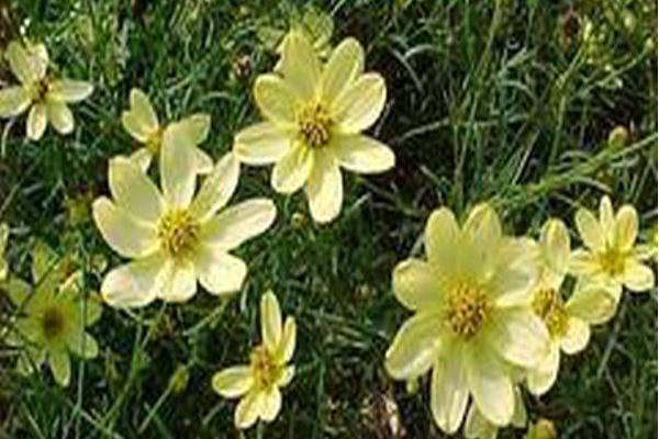 Coreopsis verticillata \x27Moonbeam\x27 Coreopsis verticillata \x27Moonbeam\x27