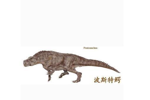 勞氏鱷目 勞氏鱷目