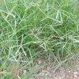 牛筋草(禾本目禾本科植物) 牛筋草(禾本目禾本科植物)