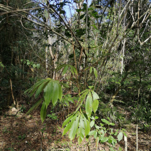 Cleome gigantea