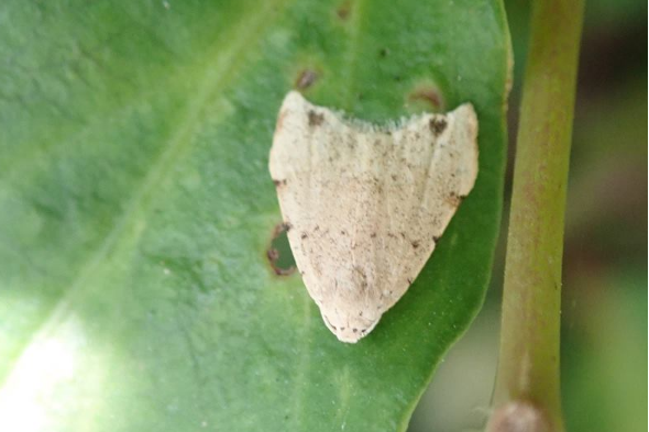 小點苔蛾 小點苔蛾