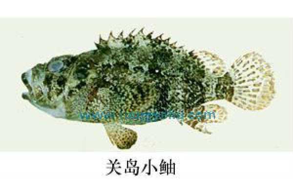 關島小鮋 關島小鮋