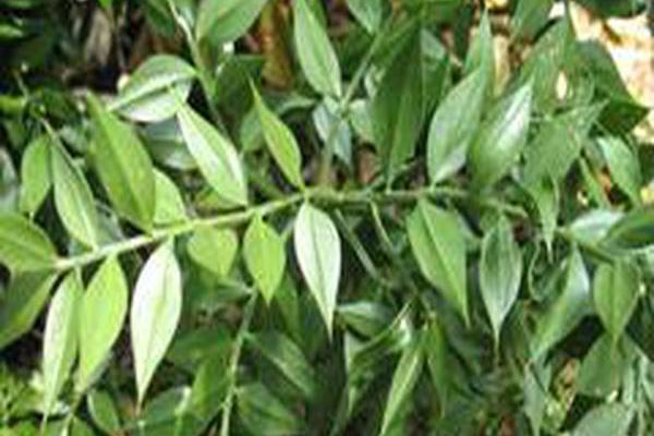 Ruscus aculeatus Ruscus aculeatus