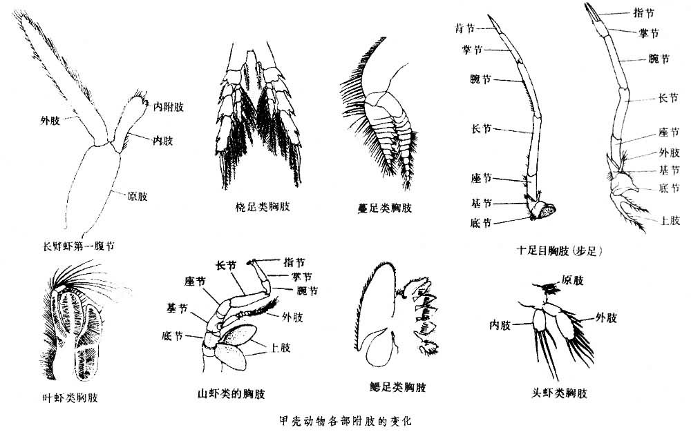 甲殼動物各部附肢的變化